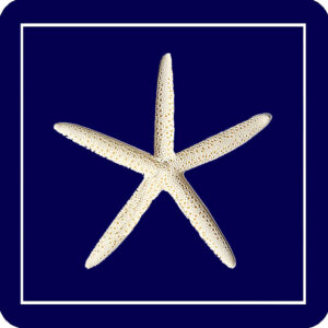 Navy Starfish (Gift Box of4) Min 6