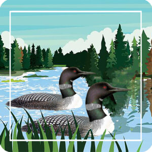 Loons Coasters (Gift Box of4) Min 6